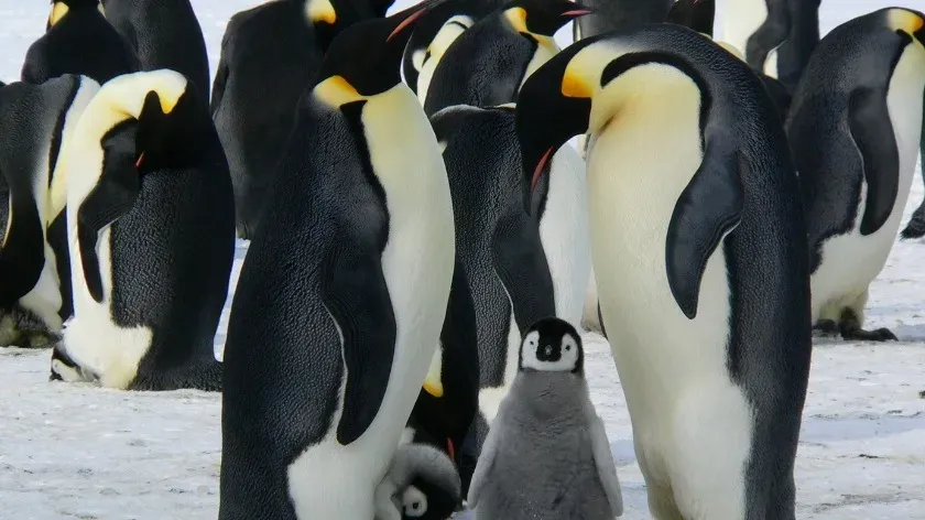 Уменьшение морского льда оказало влияние на размножение императорских пингвинов