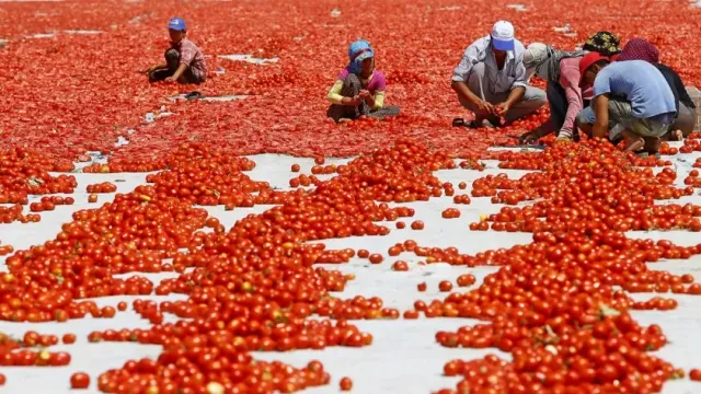 Цены на помидоры в Индии выросли на 400% из-за убыточного урожая, вызванного непогодой