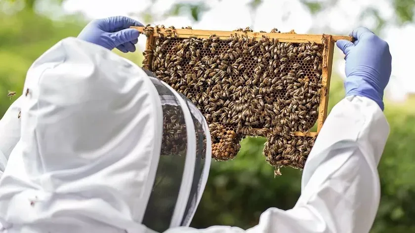 Австралия отказывается от искоренения клеща, угрожающего медоносным пчелам