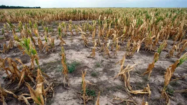 Засуха в центральной части США: кукурузные поля в опасности, уровень воды в реках падает