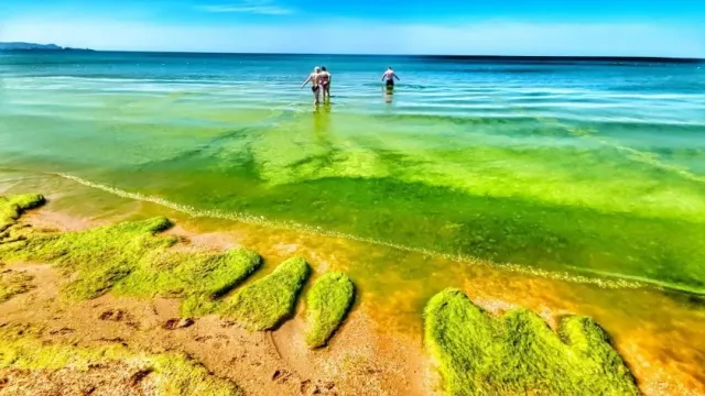 «ТурДом»: туристы не могут купаться на пляжах Анапы из-за водорослей в Черном море