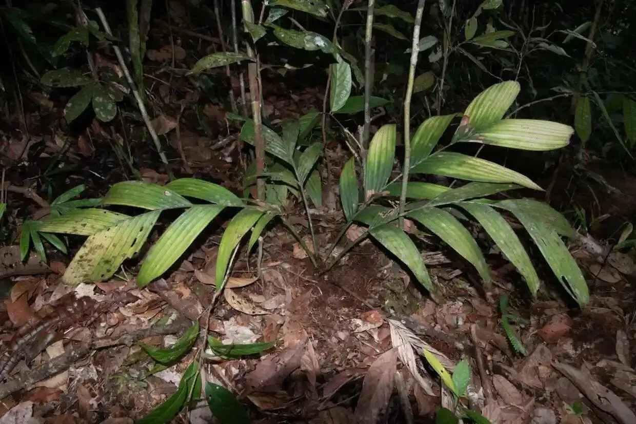 Открытие ученых: на острове Борнео найдена пальма, которая цветет и плодоносит под землей