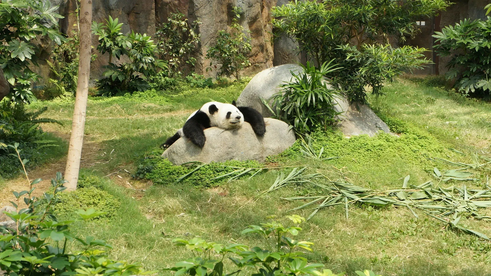 Национальный зоопарк Вашингтона прощается с тремя гигантскими пандами