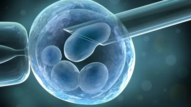 Создана модель человеческого эмбриона с ранними признаками развития, включая сердцебиение