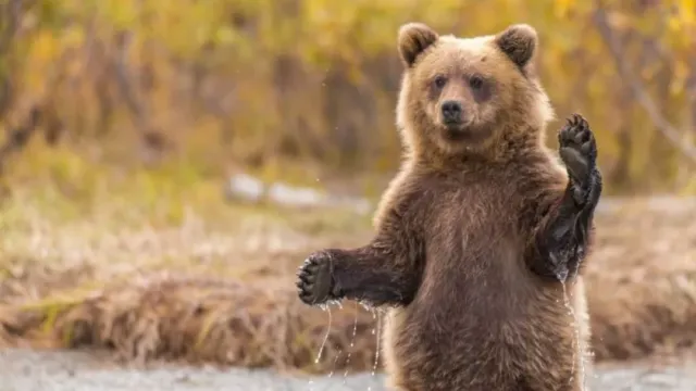 Ученые сообщили, что «медвежья болезнь» при испуге случается из расслабления