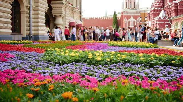 В этом году Москву украсит более 56 млн цветов