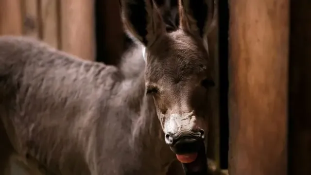 В чилийском зоопарке родился находящийся под угрозой исчезновения сомалийский дикий осел