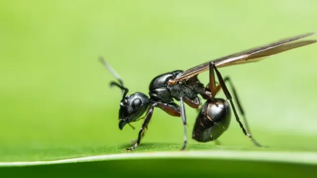 В Москве заявили, что нашествие крылатых муравьев завершится через две недели