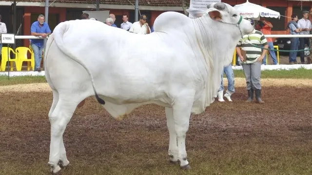 Самая дорогая корова в мире побила собственный рекорд по цене
