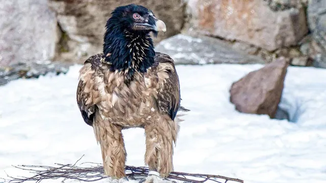 В Московском зоопарке появился гигантский хищник бородач
