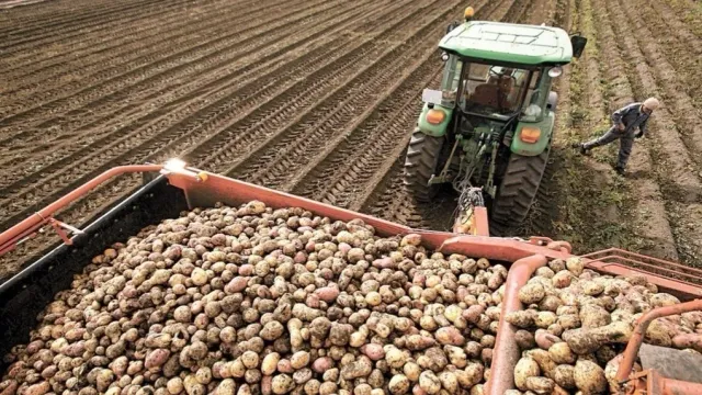 Предоставление субсидий на производство картофеля и овощей в регионе переведено в электронный вид