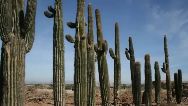 Ученые сообщают, что кактусы сагуаро разрушаются из-за сильной жары в Аризоне