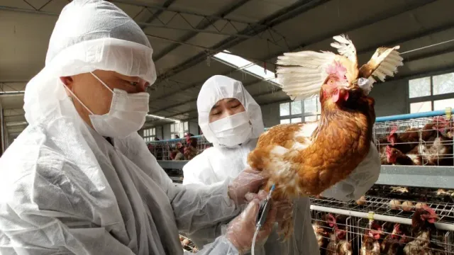 Птичий грипп: симптомы и уровень распространения вируса среди людей