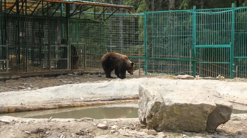Зоопарк в Китае становится целью туристов после появления видео с «человекоподобным» медведем