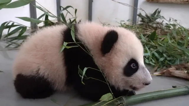 В Московском зоопарке появилась очередь из желающих посмотреть на панду Катюшу