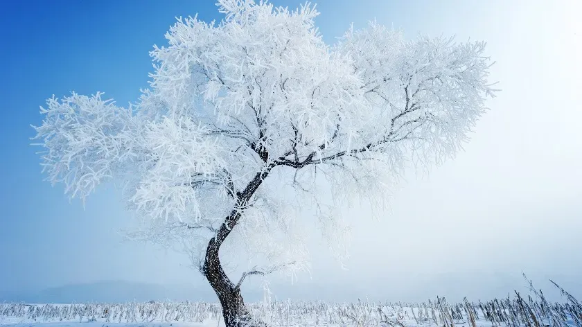 Эксперты выяснили, что клеточный сок не позволяет деревьям погибнуть зимой