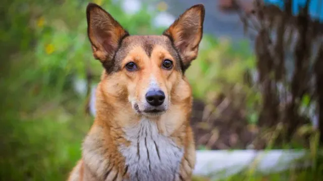 Ветеринар Вуднатт предупредила владельцев собак об опасностях для их питомцев в сезон шашлыков