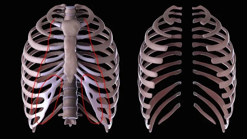 Эксперты: человеческие ребра разделены на 2 части для выполнения глубокого вдоха