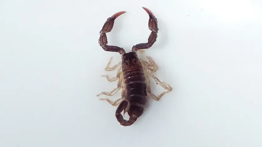 В Италии обнаружен новый вид скорпиона, жившего 240 млн лет назад