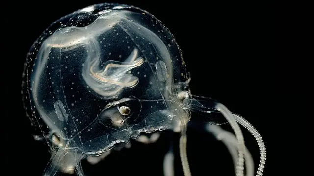 У карибских медуз обнаружена способность менять поведение на основе прошлого опыта
