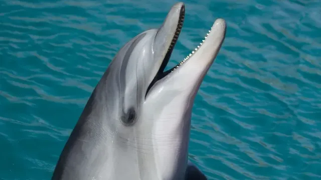 Киты и дельфины теперь частично "состоят"из пластика