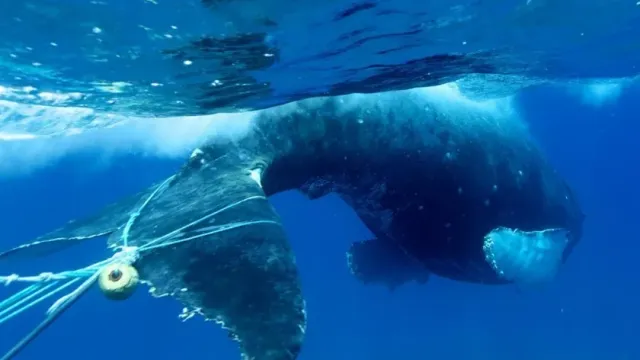 Персонал туристического катера спас запутавшегося в сетях кита у Фуэртевентуры