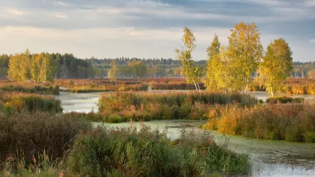 Власти Москвы заявили, что национальный парк «Лосиный остров» не будет застроен жильем