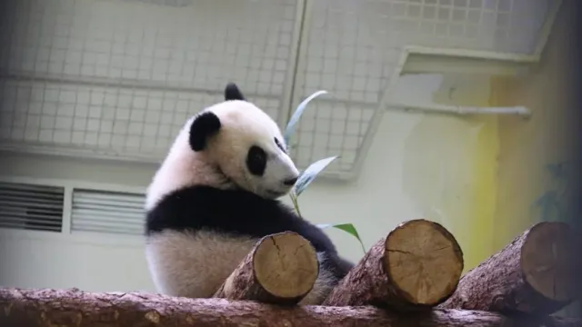 В Московском зоопарке панда Катюша вышла в уличный вольер