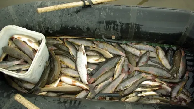 В России стали ловить почти на 10% больше рыбы