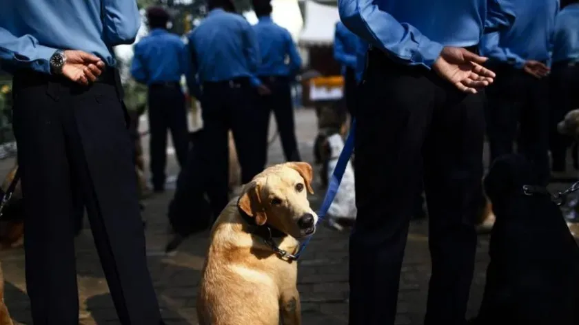Почтальоны в США пострадали от более 5300 нападений собак в прошлом году