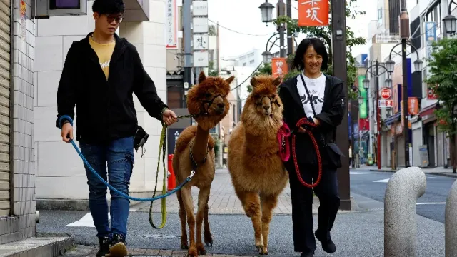 Разгуливающие по Токио альпаки привлекают внимание местных жителей